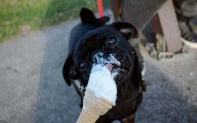 Glace pour chien à la saucisse de foie