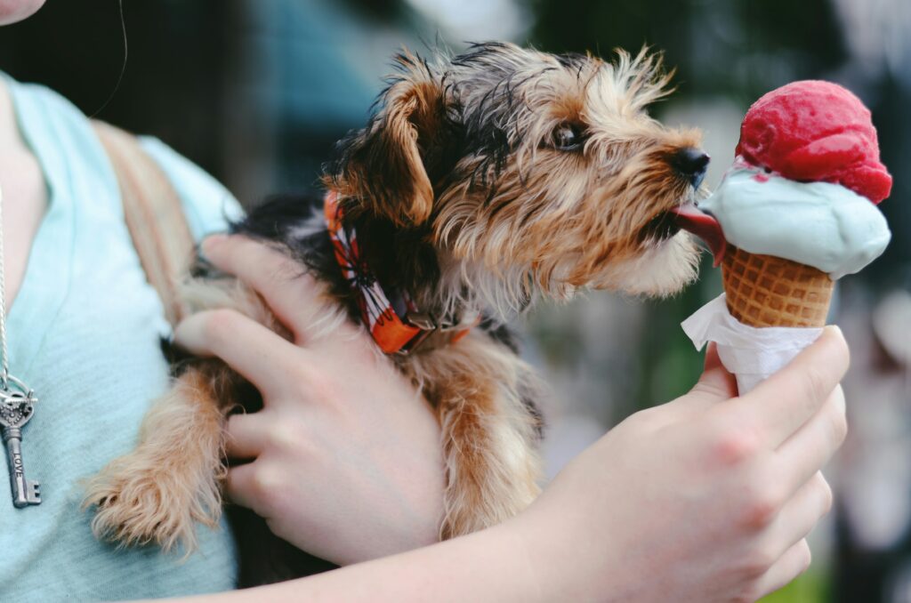 Glace pour chien au fruit 